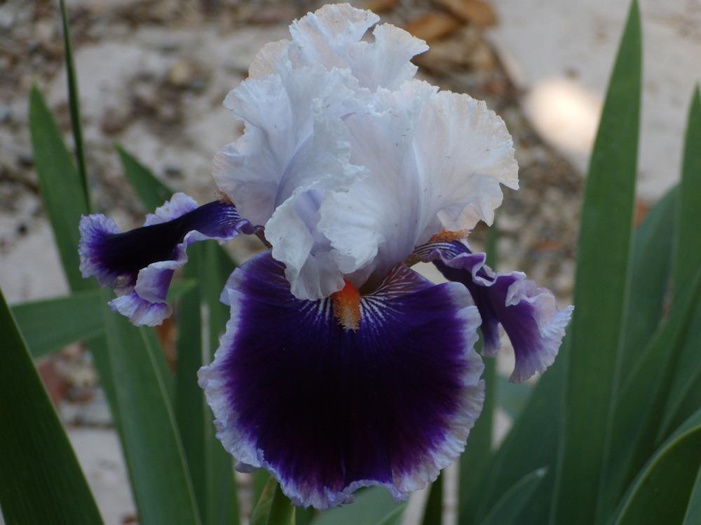 Photo of Tall Bearded Iris (Iris 'Bravery') uploaded by Betja