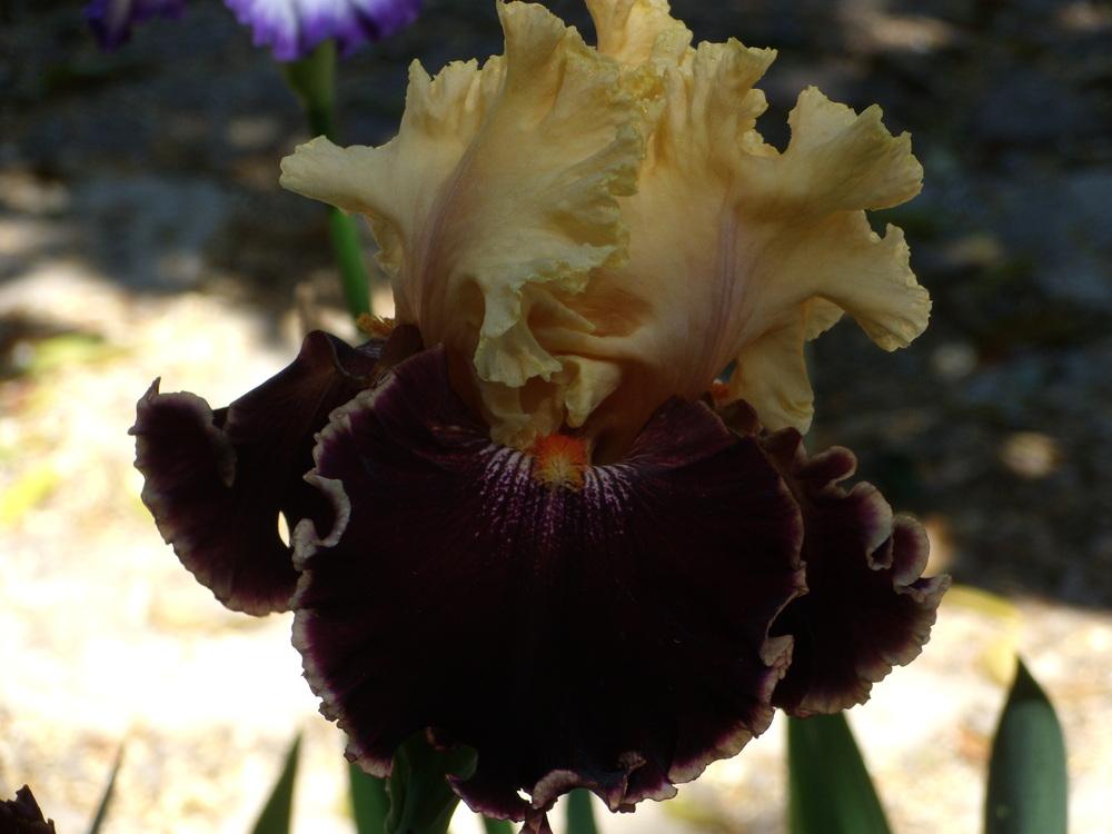Photo of Tall Bearded Iris (Iris 'Spectacle') uploaded by Betja