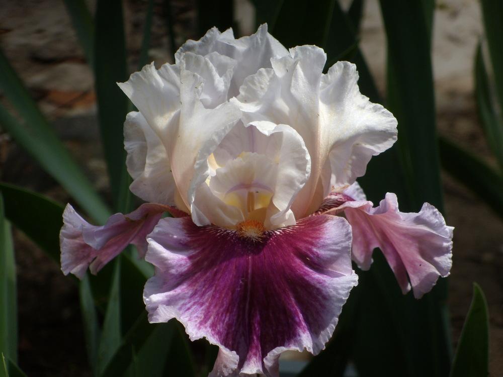 Photo of Tall Bearded Iris (Iris 'Strawberry Freeze') uploaded by Betja