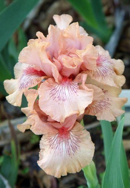 Photo of Intermediate Bearded Iris (Iris 'Love the Look') uploaded by Ladylovingdove