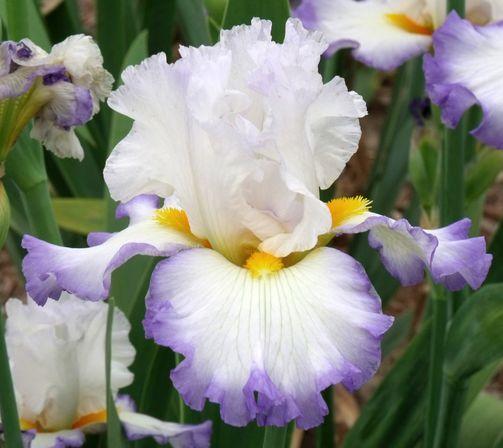Photo of Tall Bearded Iris (Iris 'Judge's Special') uploaded by Ladylovingdove