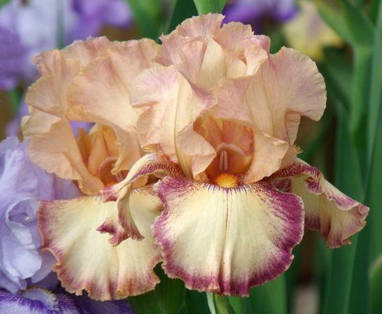 Photo of Tall Bearded Iris (Iris 'Dorothy Parker') uploaded by Ladylovingdove