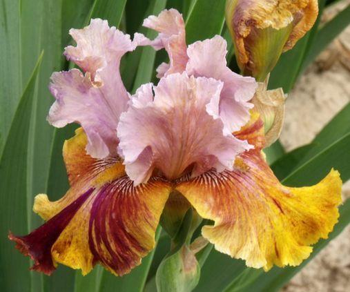 Photo of Tall Bearded Iris (Iris 'Dewuc Whatic') uploaded by Ladylovingdove