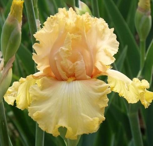 Photo of Tall Bearded Iris (Iris 'Dawning') uploaded by Ladylovingdove