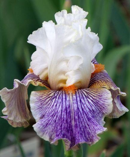 Photo of Tall Bearded Iris (Iris 'Magic Happens') uploaded by Ladylovingdove