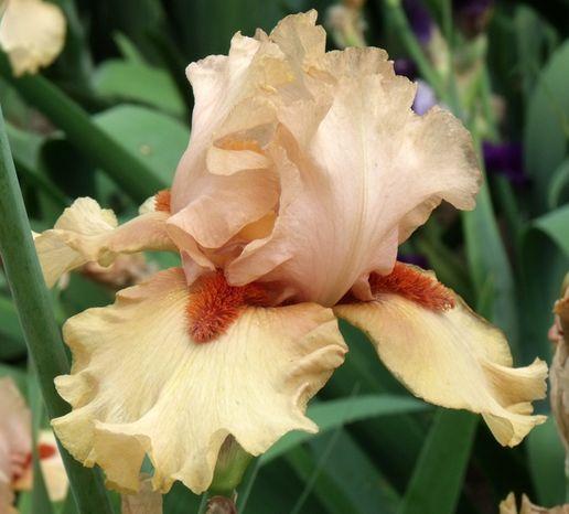 Photo of Tall Bearded Iris (Iris 'Tobacco Chew') uploaded by Ladylovingdove