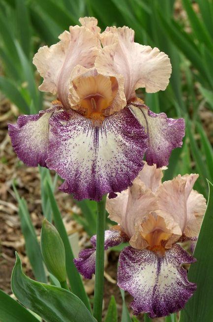 Photo of Tall Bearded Iris (Iris 'Kid's Clothes') uploaded by Ladylovingdove
