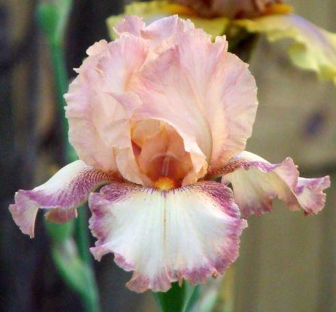 Photo of Tall Bearded Iris (Iris 'Dorothy Parker') uploaded by Ladylovingdove