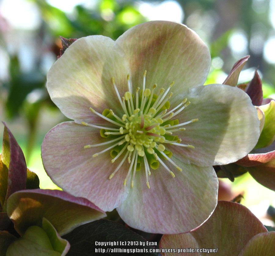 Photo of Hellebore (Helleborus Gold Collection® Pink Frost) uploaded by eclayne