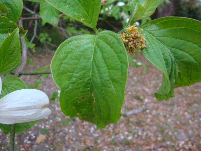 Photo of Flowering Dogwood (Cornus florida) uploaded by flaflwrgrl