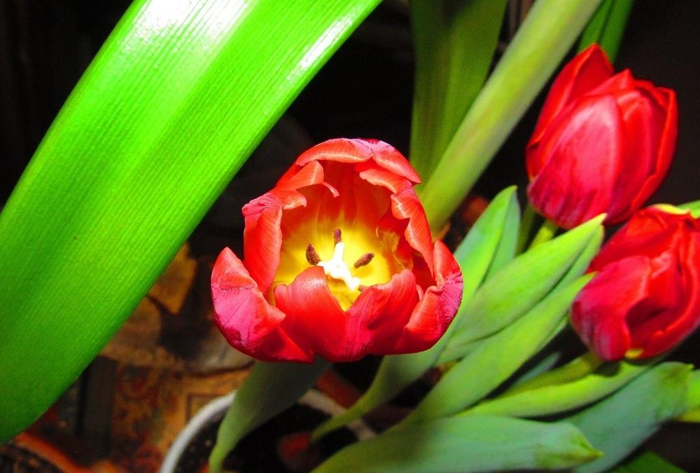 Photo of Single Early Tulip (Tulipa 'Couleur Cardinal') uploaded by jmorth
