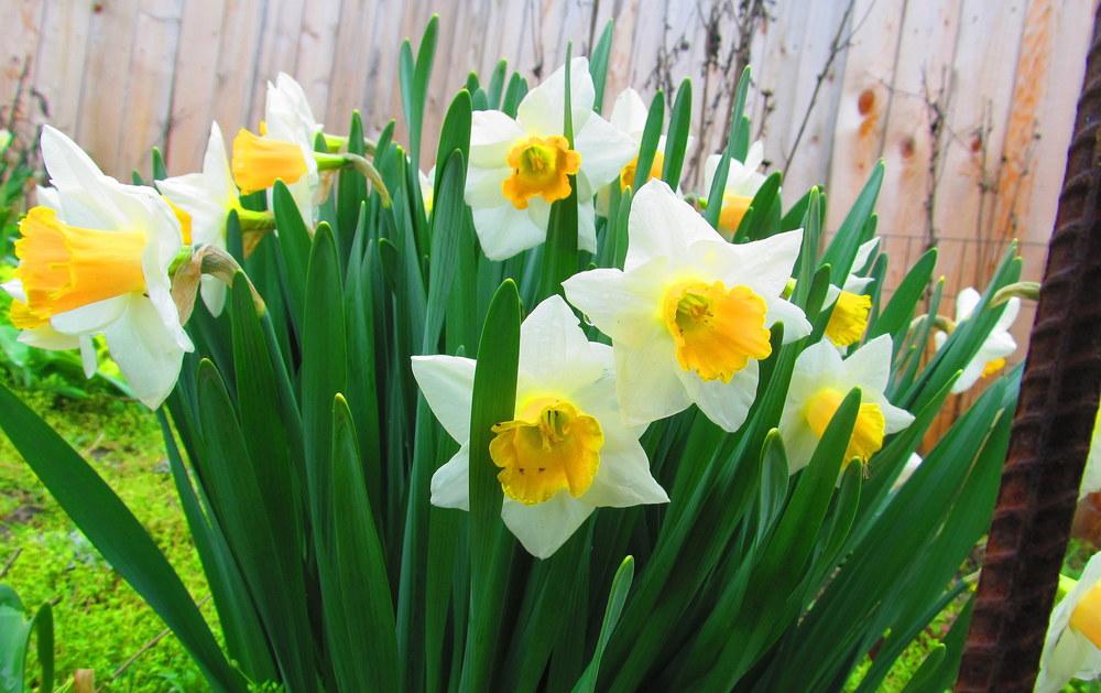 Photo of Large Cup Daffodil (Narcissus 'Sound') uploaded by jmorth