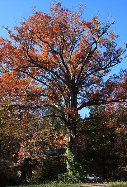 Photo of White Oak (Quercus alba) uploaded by robertduval14