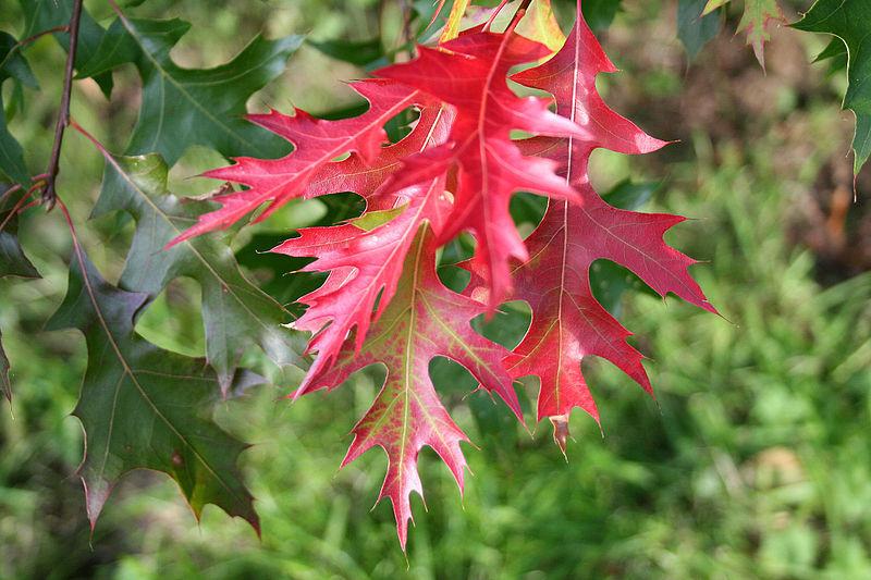 Photo of Scarlet Oak (Quercus coccinea) uploaded by robertduval14