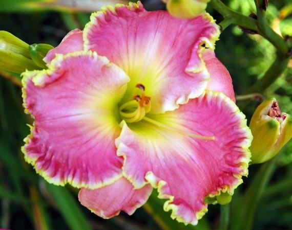 Photo of Daylily (Hemerocallis 'Shores of Time') uploaded by shive1