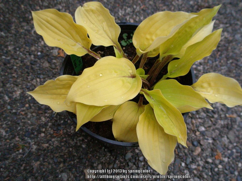 Photo of Hosta 'Fire Island' uploaded by springcolor