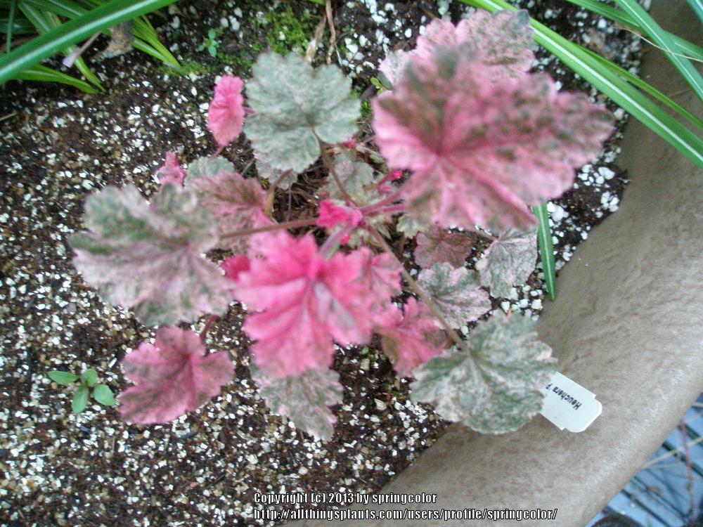 Photo of Coral Bells (Heuchera 'Peachy Keen') uploaded by springcolor