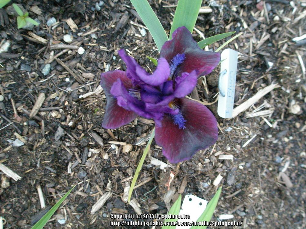 Photo of Standard Dwarf Bearded Iris (Iris 'Plum Wine') uploaded by springcolor