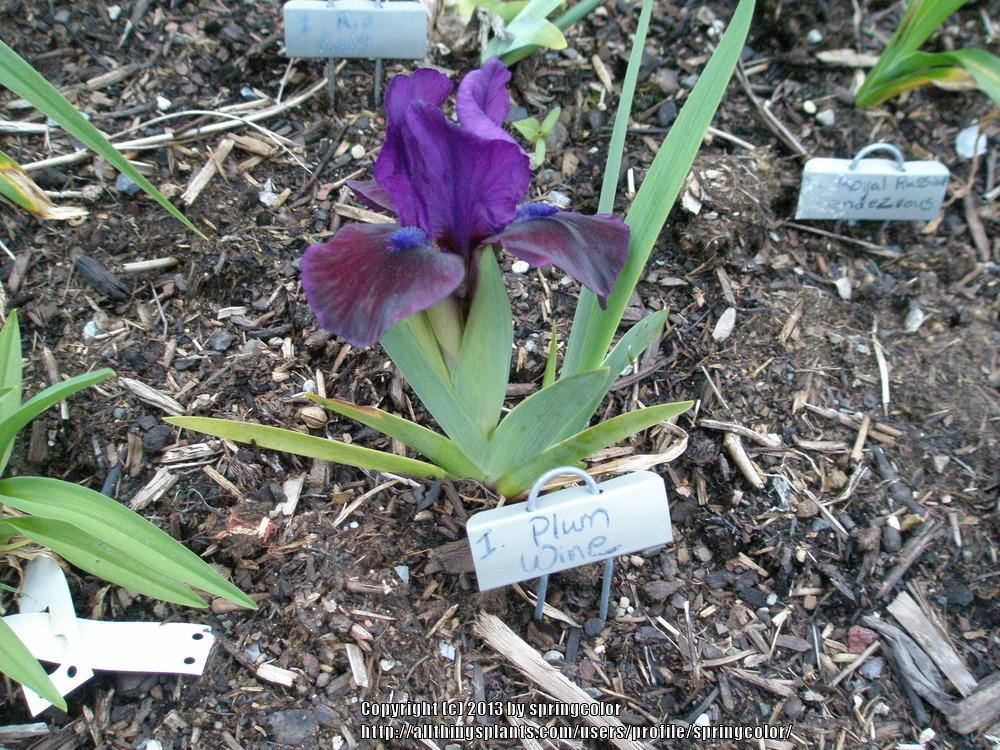 Photo of Standard Dwarf Bearded Iris (Iris 'Plum Wine') uploaded by springcolor