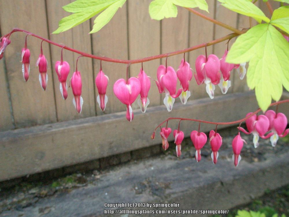 Photo of Bleeding Heart (Lamprocapnos spectabilis 'Gold Heart') uploaded by springcolor