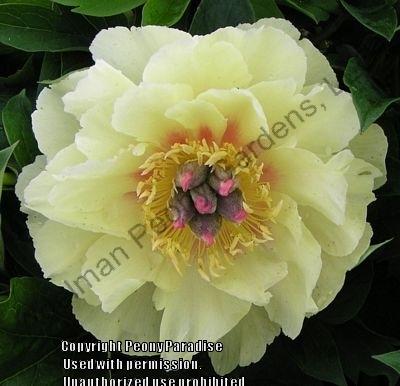 Photo of Itoh Peony (Paeonia 'Border Charm') uploaded by vic