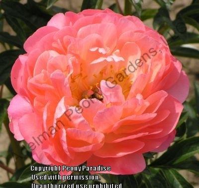 Photo of Peony (Paeonia 'Coral Sunset') uploaded by vic