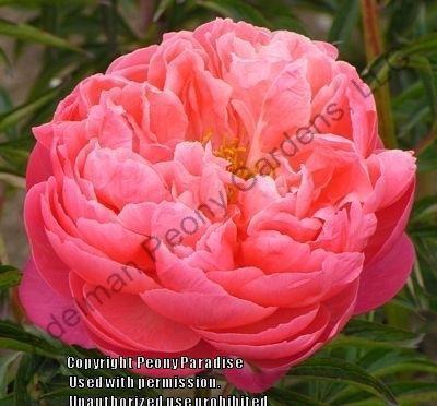 Photo of Garden Peony (Paeonia 'Coral Charm') uploaded by vic