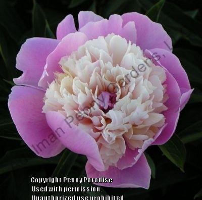 Photo of Peony (Paeonia lactiflora 'Bowl of Beauty') uploaded by vic