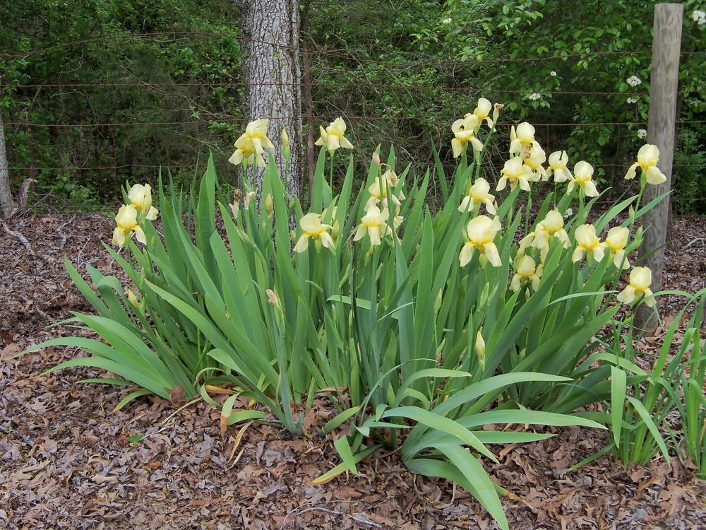Photo of Irises (Iris) uploaded by Avedon