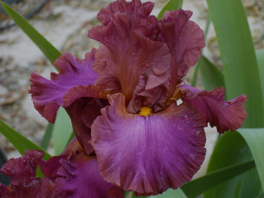 Photo of Tall Bearded Iris (Iris 'Marching Orders') uploaded by Betja
