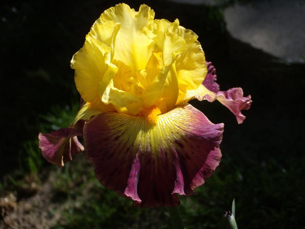 Photo of Tall Bearded Iris (Iris 'Burst of Glory') uploaded by Betja