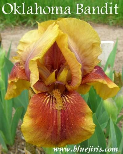 Photo of Intermediate Bearded Iris (Iris 'Oklahoma Bandit') uploaded by Calif_Sue