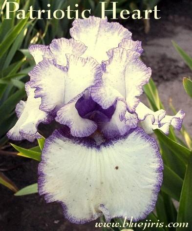 Photo of Tall Bearded Iris (Iris 'Patriotic Heart') uploaded by Calif_Sue