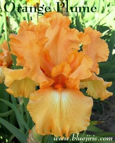 Photo of Tall Bearded Iris (Iris 'Orange Plume') uploaded by Calif_Sue
