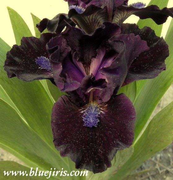 Photo of Standard Dwarf Bearded Iris (Iris 'Panther') uploaded by Calif_Sue