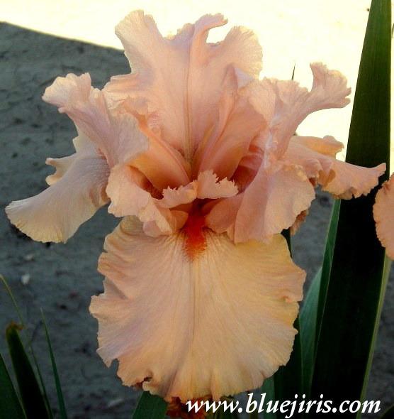 Photo of Tall Bearded Iris (Iris 'Peggy Sue') uploaded by Calif_Sue