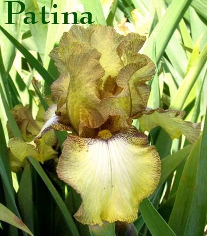 Photo of Tall Bearded Iris (Iris 'Patina') uploaded by Calif_Sue