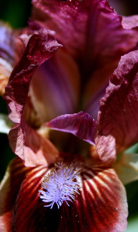 Photo of Standard Dwarf Bearded Iris (Iris 'Cat's Eye') uploaded by Calif_Sue