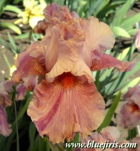 Photo of Tall Bearded Iris (Iris 'Okapi Poppy') uploaded by Calif_Sue
