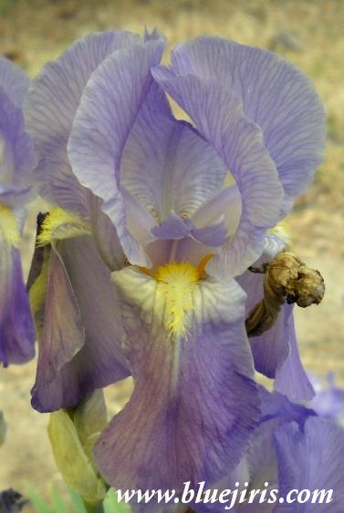 Photo of Tall Bearded Iris (Iris pallida 'Dalmatica') uploaded by Calif_Sue