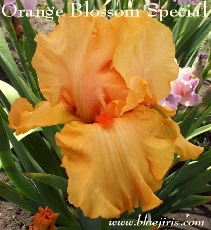 Photo of Tall Bearded Iris (Iris 'Orange Blossom Special') uploaded by Calif_Sue