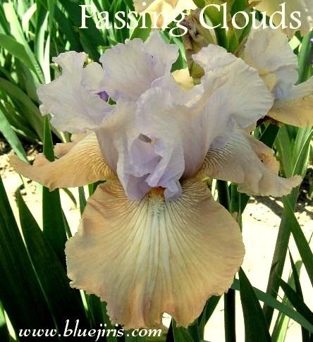 Photo of Tall Bearded Iris (Iris 'Passing Clouds') uploaded by Calif_Sue