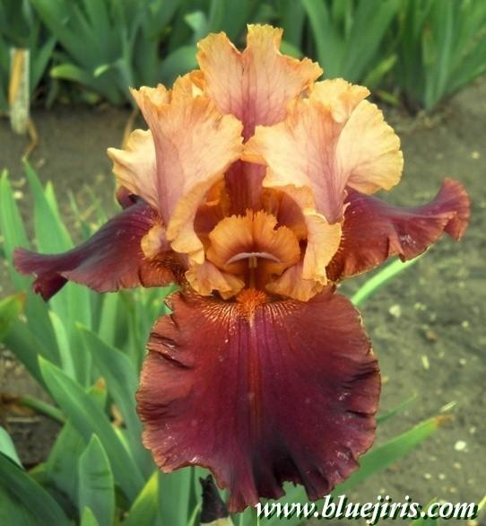 Photo of Tall Bearded Iris (Iris 'Oh Jamaica') uploaded by Calif_Sue