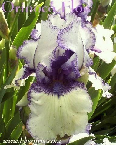 Photo of Border Bearded Iris (Iris 'Orinoco Flow') uploaded by Calif_Sue