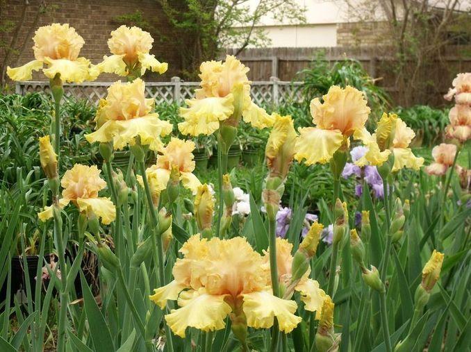 Photo of Tall Bearded Iris (Iris 'Dawning') uploaded by Ladylovingdove