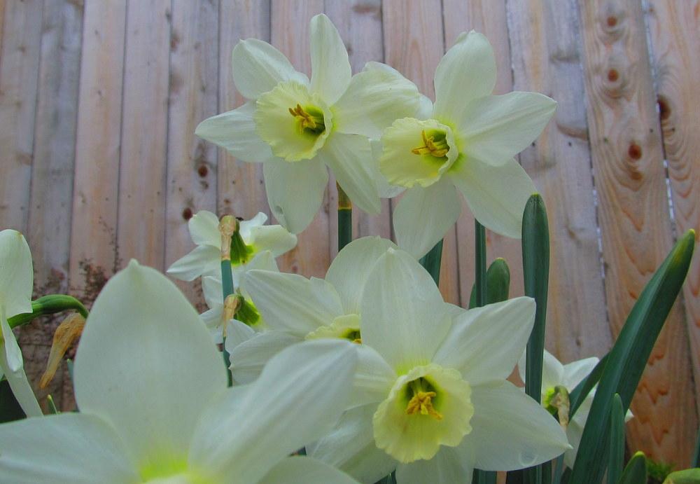 Photo of Triandrus Daffodil (Narcissus 'Ice Wings') uploaded by jmorth