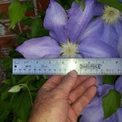 Location: Frisco Tx
Date: 2013-04-12
Each flower is over 8\" in diameter