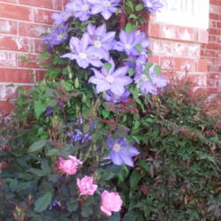 Location: Frisco Tx
Date: 2013-04-12
Clematis 'Ramona' w/ Knockout Rose in foreground