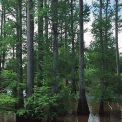 Location: central Mississippi.
Natural Resources Conservation Service photo (USDA)