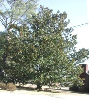 Photo of Southern Magnolia (Magnolia grandiflora) uploaded by robertduval14